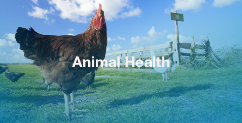 Animal Health